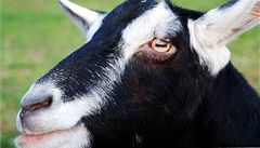 Nigerijská policie zatkla černobílou kozu za ozbrojenou loupež